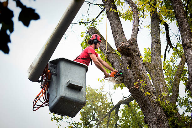 Reliable Berwick, PA Tree Service Solutions